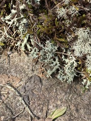 Cladonia caroliniana