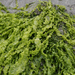 Green String Lettuce - Photo (c) Wendy Feltham, some rights reserved (CC BY-NC), uploaded by Wendy Feltham