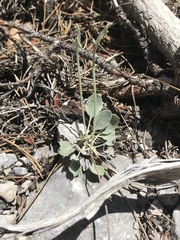 Eriogonum panamintense