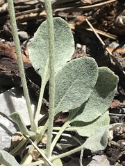 Eriogonum panamintense