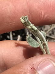 Eriogonum panamintense