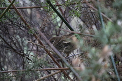 Poodytes punctatus vealeae