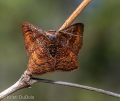 Leptostales rubromarginaria