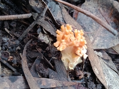 Ramaria pyrispora