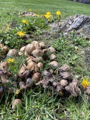 Coprinellus micaceus