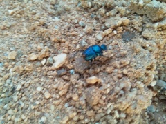 Gymnopleurus cyaneus