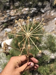 Angelica scabrida
