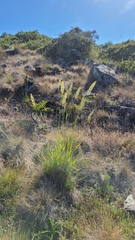 Calamagrostis ophitidis