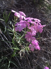 Phlox speciosa