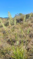 Calamagrostis ophitidis