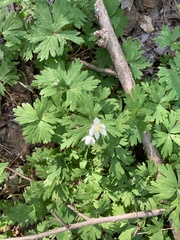 Anemonastrum flaccidum