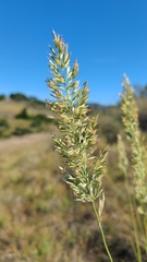 Calamagrostis ophitidis