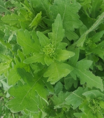 Engelmannia peristenia