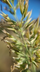 Calamagrostis ophitidis