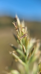 Calamagrostis ophitidis