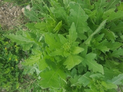 Engelmannia peristenia