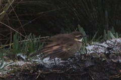 Cinclodes albidiventris