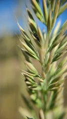 Calamagrostis ophitidis