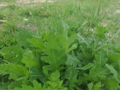 Engelmannia peristenia