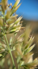 Calamagrostis ophitidis