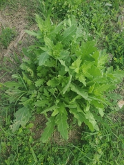 Engelmannia peristenia