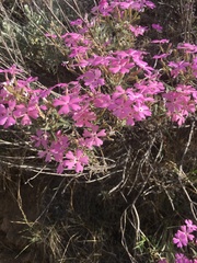 Phlox speciosa