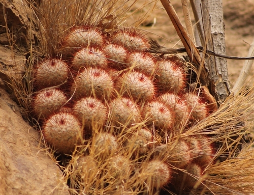Mammillaria bombycina
