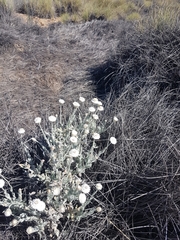 Anemocarpa saxatilis