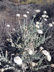 Anemocarpa saxatilis