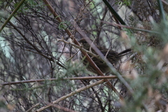 Poodytes punctatus vealeae