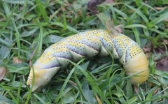Acherontia