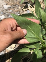Angelica scabrida