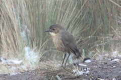 Grallaria quitensis