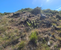 Calamagrostis ophitidis