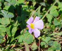 Oxalis purpurea