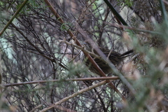 Poodytes punctatus vealeae