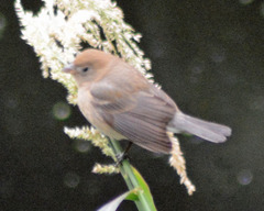 Passerina versicolor