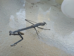 Archimantis quinquelobata