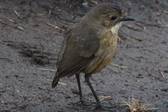 Grallaria quitensis