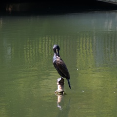 Phalacrocorax carbo
