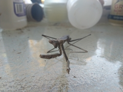 Archimantis quinquelobata