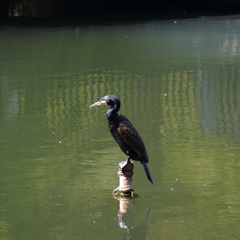 Phalacrocorax carbo