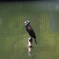 Phalacrocorax carbo