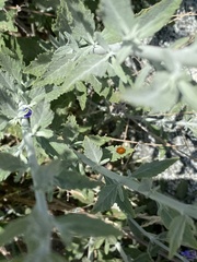 Cycloneda