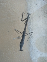 Archimantis quinquelobata