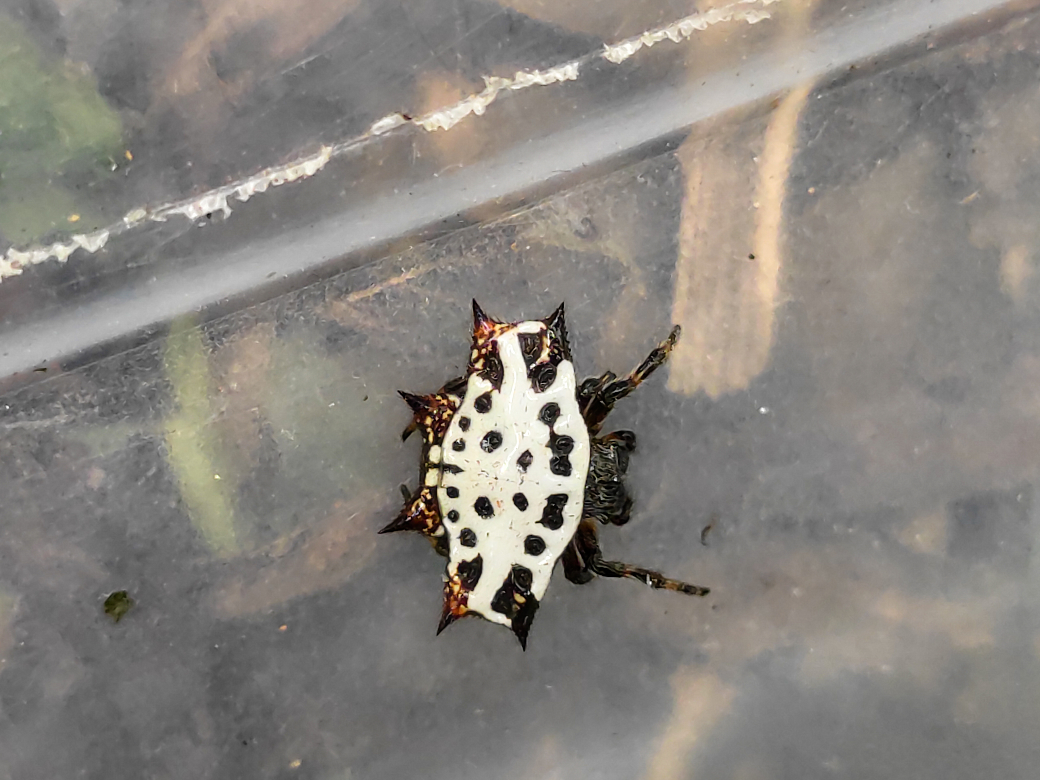 Gasteracantha cancriformis image