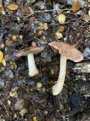 Cortinarius alboroseus