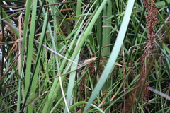 Poodytes punctatus vealeae