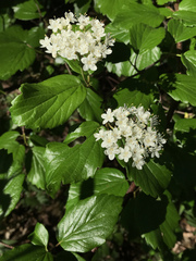 Viburnum ellipticum