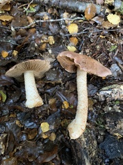 Cortinarius alboroseus
